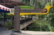 Sarawak Orangutan Semenggoh Wildlife Centre Tour