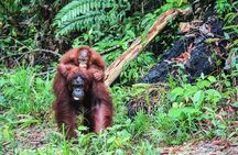 Sarawak Orangutan Semenggoh Wildlife Centre Tour