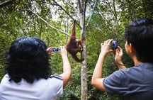 Sarawak Orangutan Semenggoh Wildlife Centre Tour