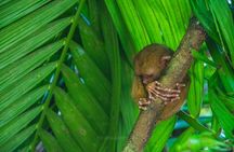 Shared Bohol Countryside Highlights Tour