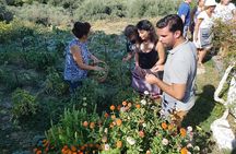 Cretan Delights - Wine, Olive Oil & Cooking Workshop from Chania