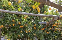 Semi-Private Cooking Class in a Sorrento Lemon Grove