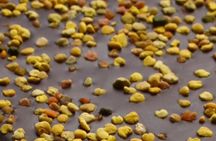 Fine Chocolate Tasting in Turin