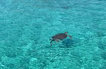 3 Islands Boat Adventure: Swimming Pigs, Snorkeling And Turtles