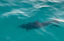 Sandestin Sunset Eco-Dolphin Cruise Aboard Sol y Luna
