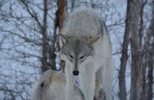 Turnagain Arm Winter Scenic Tour