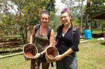Immersive Coffee Farm Experience at Finca El Ocaso from Salento