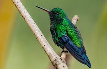 Birdwatching Tour Spot endemic Birds in the Forest Near Cartagena