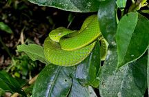 Nighttime Exploration in the Monteverde Cloud Forest