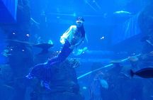 Half Day Tour Jakarta Aquarium and Pantai Indah Kapuk Jakarta