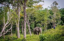 Small Group immersive Elephant Sanctuary & Karen Tribe life