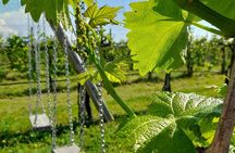Half Day Prosecco Tour All Inclusive from Conegliano