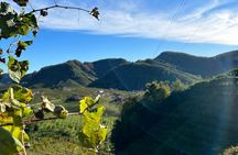 Half Day Prosecco Tour All Inclusive from Conegliano