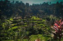 One Day Exploring Ubud with Local Guides