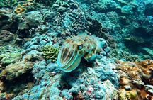Phuket Scuba Diving Maiton Private Island Small Group or Snorkel