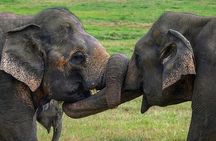 Discover Sigiriya Dambulla and Minneriya Park in Day Tour