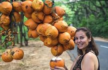 Discover Sigiriya and Minneriya Park in Day Tour