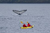 Kayaking with Whales and Wildlife Watching From Punta Arenas