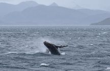 Kayaking with Whales and Wildlife Watching From Punta Arenas