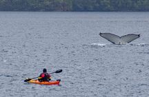 Kayaking with Whales and Wildlife Watching From Punta Arenas