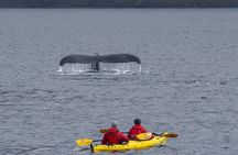 Kayaking with Whales and Wildlife Watching From Punta Arenas