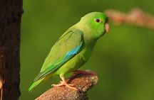 Birdwatching Tour Spot endemic Birds in the Forest Near Cartagena