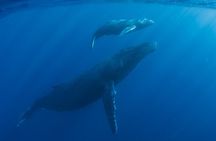 Private Whale Watch and Snorkel off Kaua'i