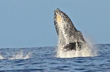 Private Whale Watch and Snorkel off Kaua'i