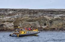 Magdalena Island Penguin Boat Tour and Marta Island