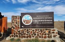 Magdalena Island Penguin Boat Tour and Marta Island