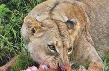 Nairobi National Park Half-day Game Drive 