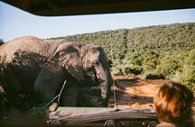 Pilanesberg Shared Transfer and 3 Hour Safari
