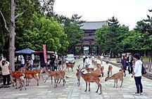 Discover Himeji, Kobe and Nara from Osaka