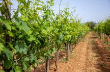 Chianti Morning Tour Lunch, Wine Tasting & Monteriggioni