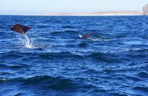 Sea-fari Full Day Adventure Snorkel Freedive 