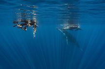 Shared Whale Expedition