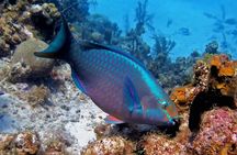 Luxury Sail & Snorkeling