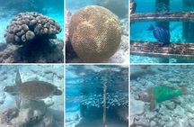 Luxury Sail & Snorkeling