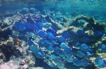 Luxury Sail & Snorkeling