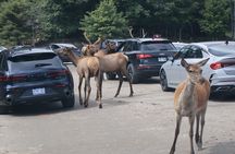 Montreal: Omega Park Canadian Wildlife Safari Adventure
