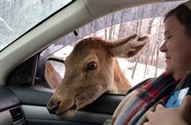 Montreal: Omega Park Canadian Wildlife Safari Adventure