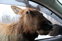 Montreal: Omega Park Canadian Wildlife Safari Adventure