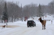 Montreal: Omega Park Canadian Wildlife Safari Adventure