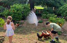 Soller Valley Tour and Walking in Orange Paradise