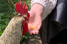 Soller Valley Tour and Walking in Orange Paradise