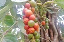 KAMPOT- Pepper farm .Cave.Secret lake & salt field 