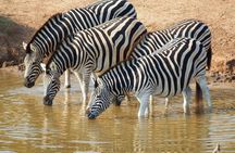 Wine Tasting and Aquila Sunset Safari