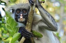 Zanzibar Half Day Trip on Jozani Forest