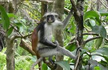 Zanzibar Half Day Trip on Jozani Forest