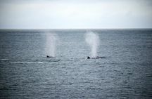Hermanus Whale Watching and Wine Tasting